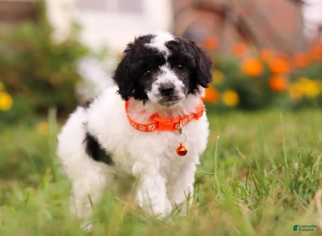 Miniature Poodle dogs for sale: Oreo - Image 13