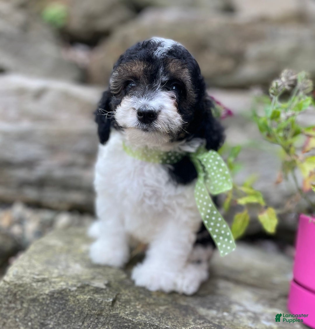 Miniature Poodle dogs for sale: Tobias - Image 3