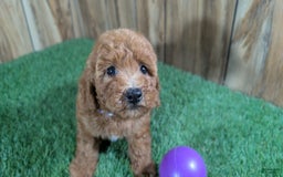 Miniature Poodle dogs for sale: Little Honey Girl 4 - Image 1