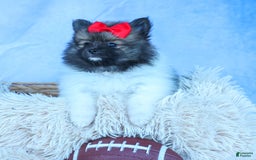 Pomeranian dogs for sale: Betzy - Image 8