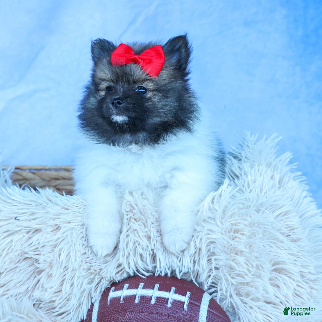 Pomeranian dogs for sale: Betzy - Image 8