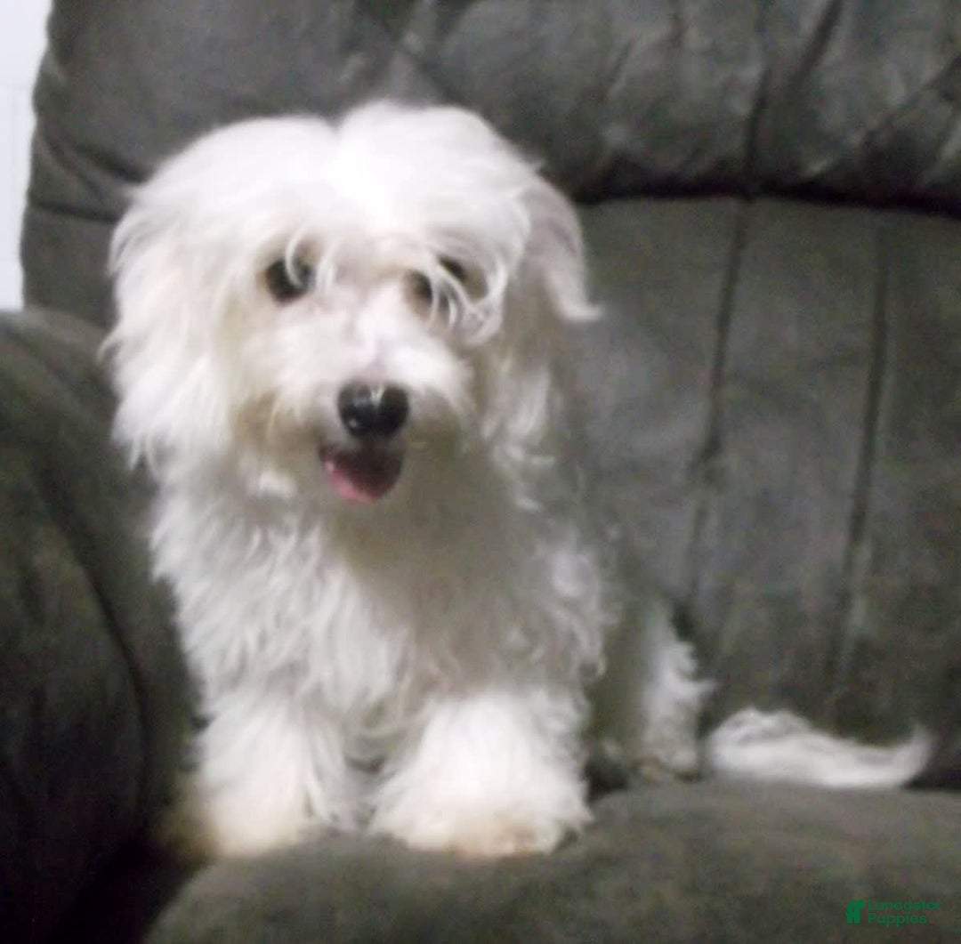 Maltese dogs for sale: Maverick - Image 1