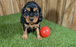 Cavalier King Charles Spaniel dogs for sale: Brin Girl 3 - Image 3