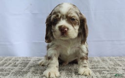 Cocker Spaniel dogs for sale: Reese - Image 1
