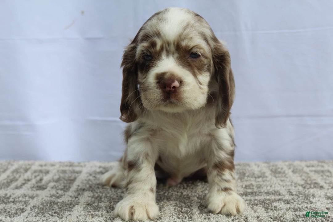 Cocker Spaniel dogs for sale: Reese - Image 1