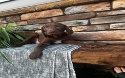 German Shorthaired Pointer dogs for sale: Janie - Image 4