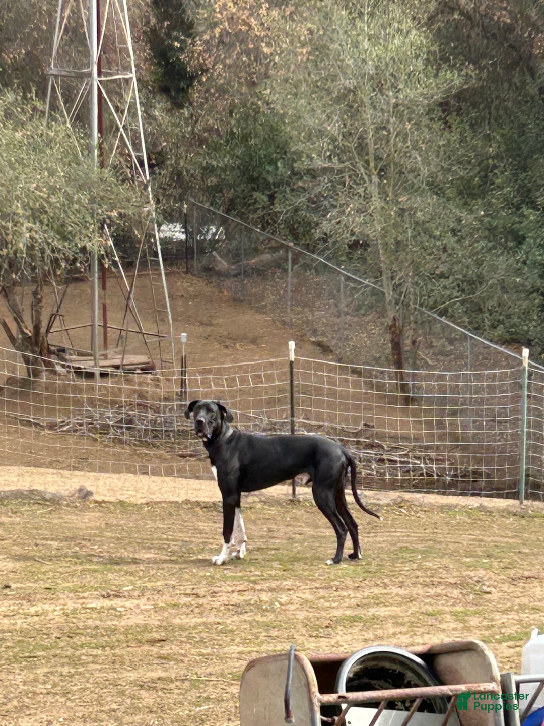 Great Dane dogs for sale: Stella - Image 9