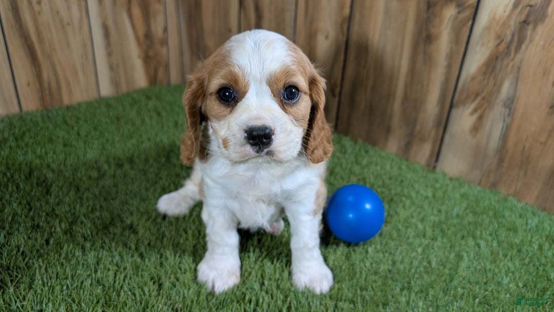 Cavalier King Charles Spaniel dogs for sale: Lucy Boy 1 - Image 7
