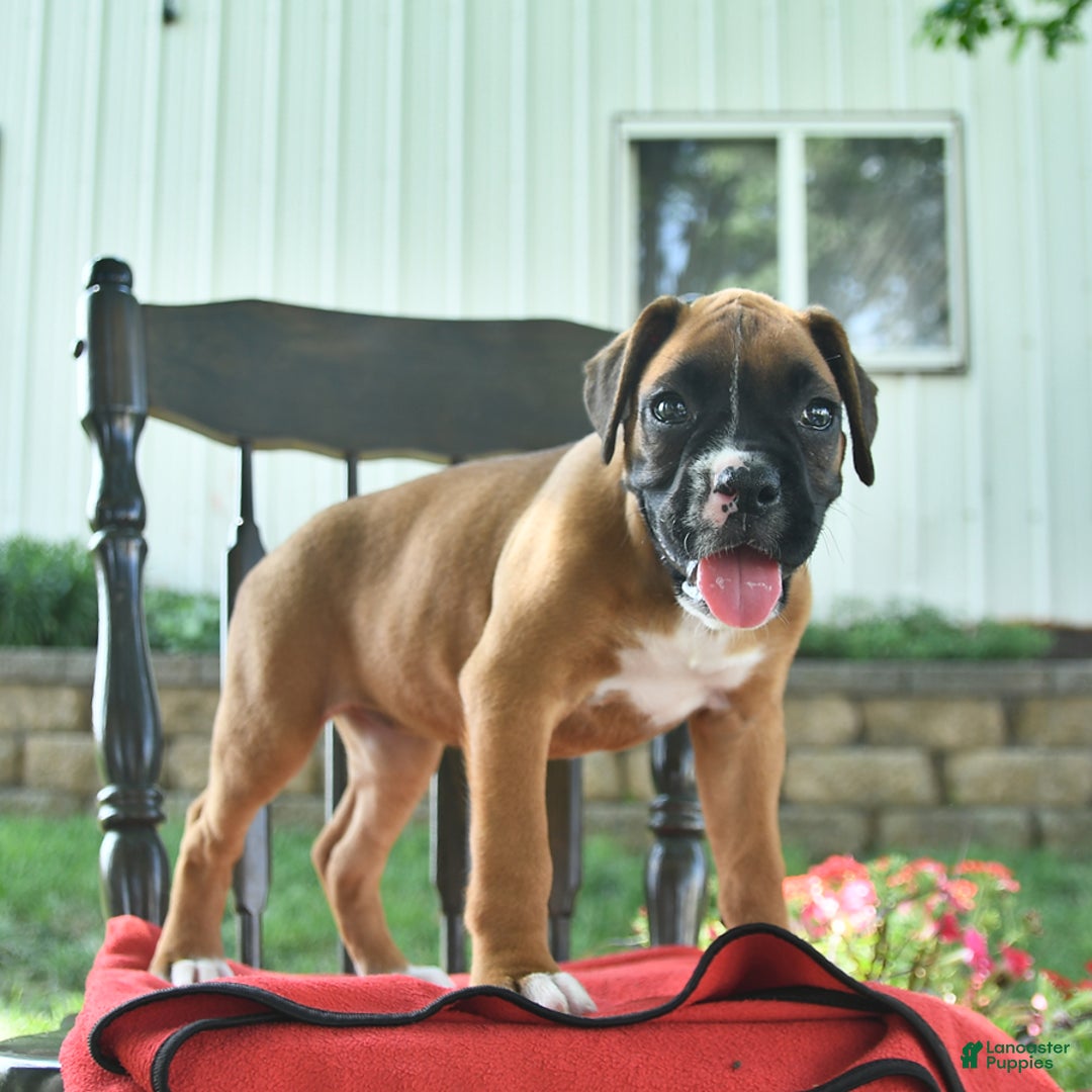 Boxer dogs for sale: Faye - Image 3