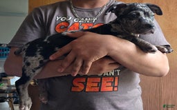 Staffordshire Bull Terrier dogs for sale: Hawks Spike - Image 2