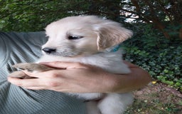 Golden Retriever dogs for sale: Picasso - Image 16
