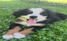 Bernese Mountain Dog dogs for sale: Orange Girl - Image 6