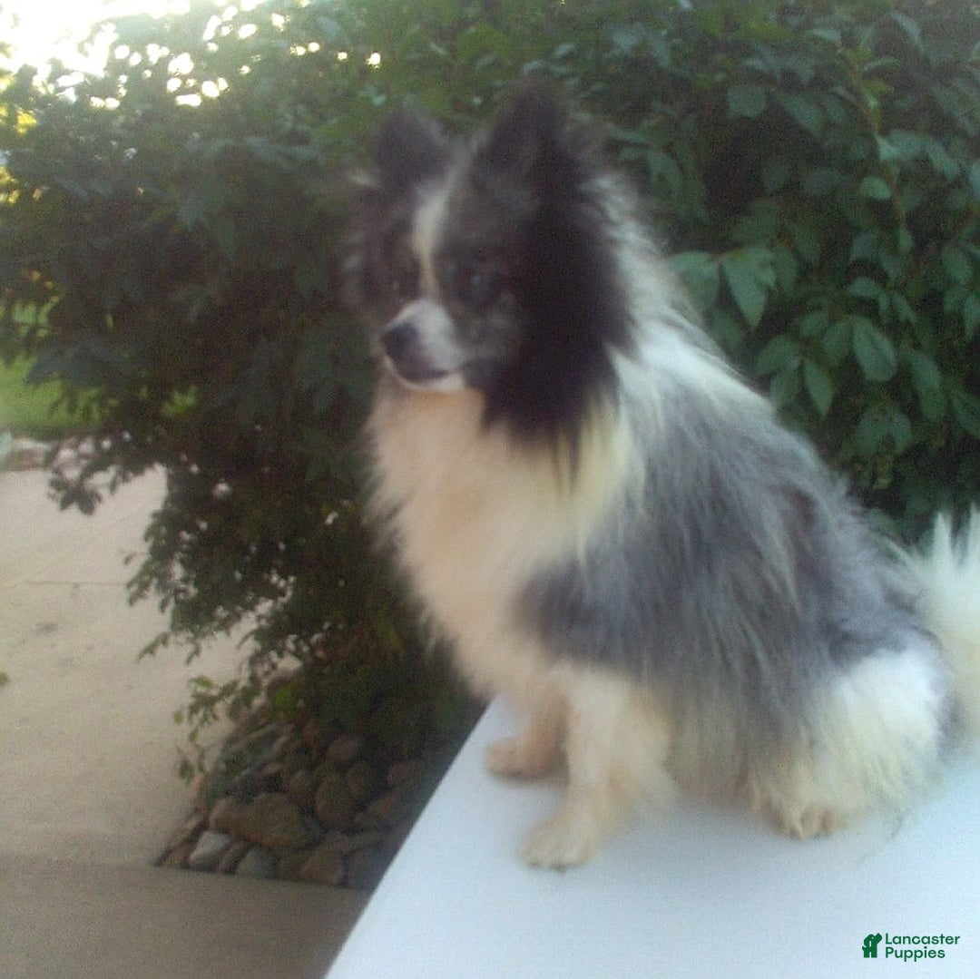 Pomeranian dogs for sale: Teddy - Image 12