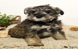 Miniature Schnauzer dogs for sale: Rover - Image 7