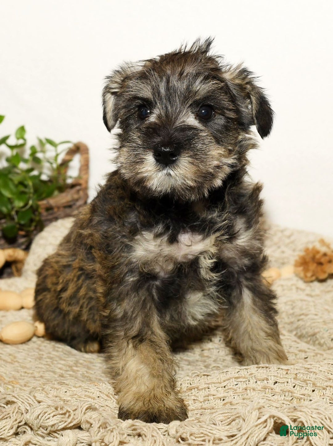 Miniature Schnauzer dogs for sale: Rover - Image 7