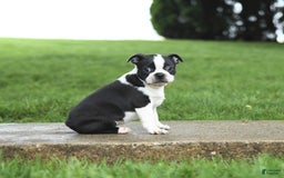 Boston Terrier dogs for sale: Rossi - Image 5