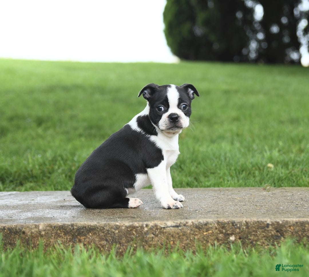 Boston Terrier dogs for sale: Rossi - Image 5