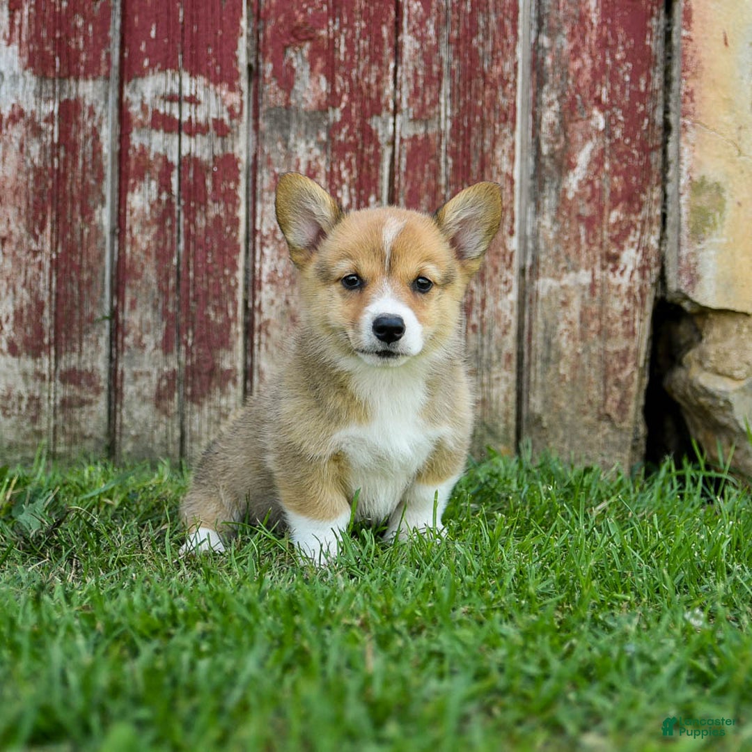 Welsh Corgi Pembroke dogs for sale: Welsh Corgi (Pembroke) 8 puppies - Image 6