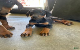 Doberman Pinscher dogs for sale: Boy 2 - Image 3