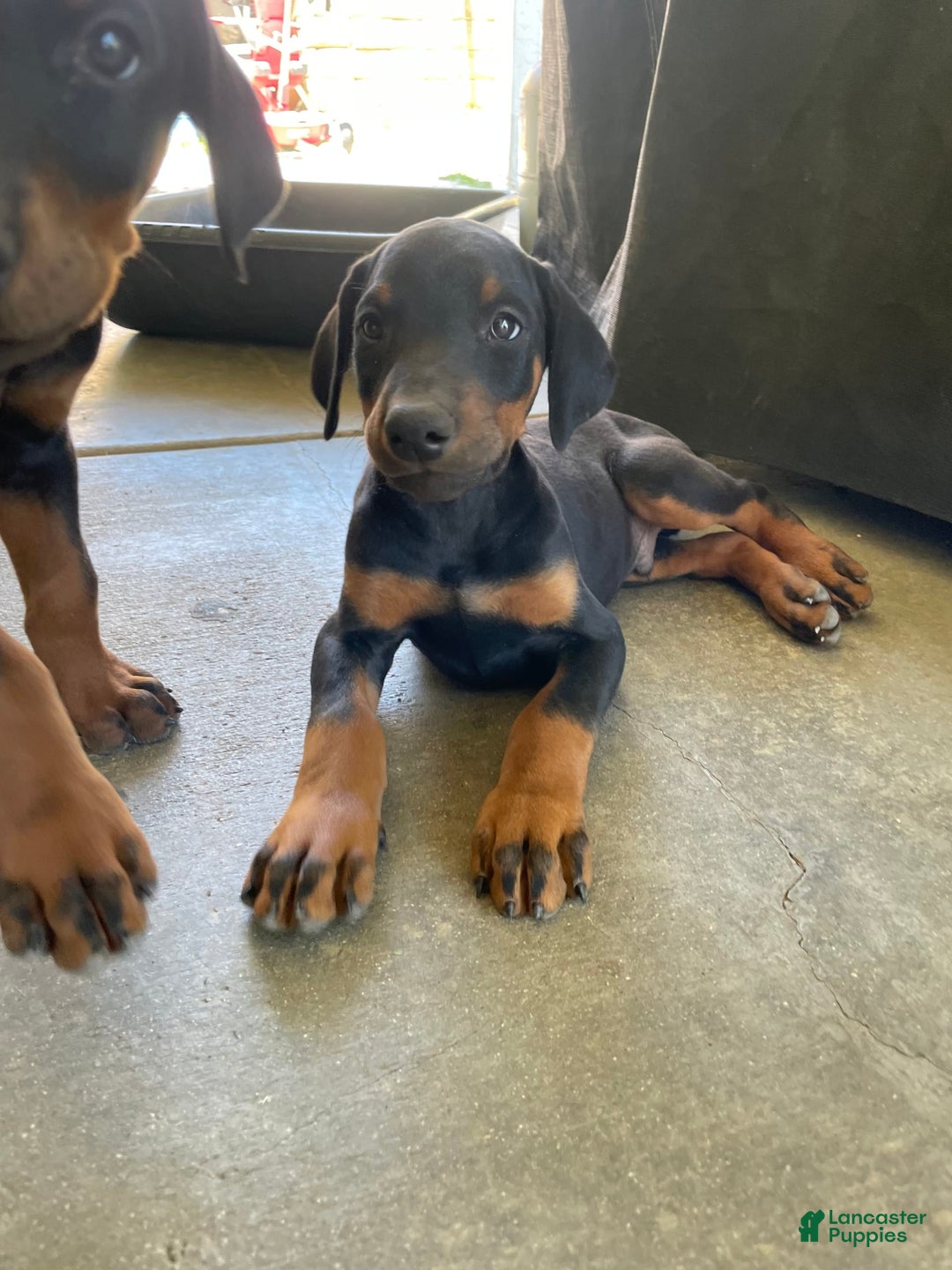 Doberman Pinscher dogs for sale: Boy 2 - Image 3