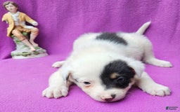 Border Collie dogs for sale: Gumbi - Image 13