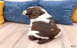 English Springer Spaniel dogs for sale: Lando - Image 1