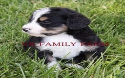 Bernedoodle dogs for sale: Falcon - Image 3
