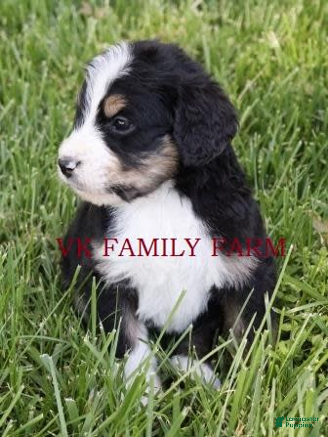 Bernedoodle dogs for sale: Falcon - Image 3