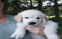 Golden Retriever dogs for sale: Poppy - Image 19