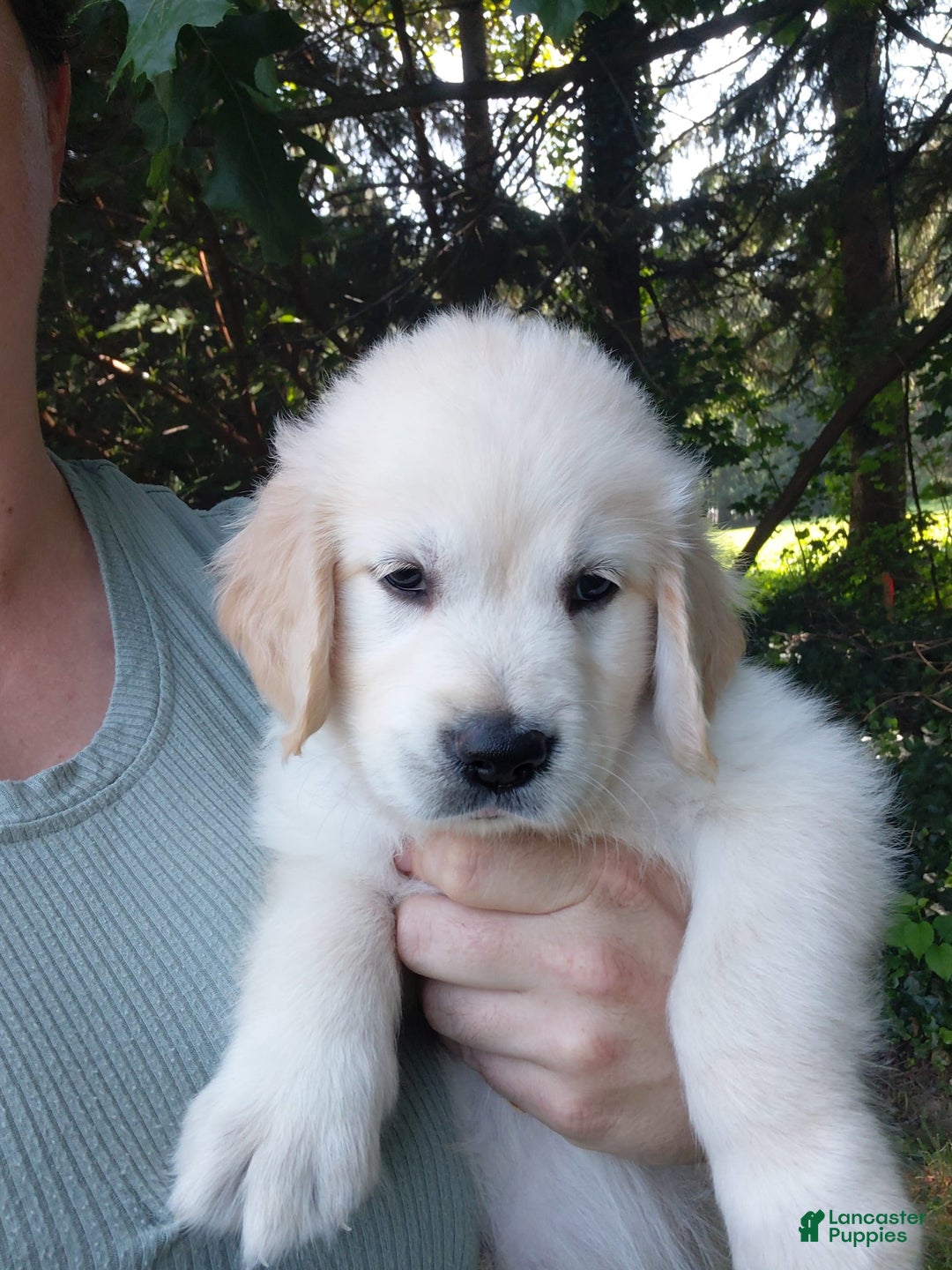 Golden Retriever dogs for sale: Poppy - Image 19
