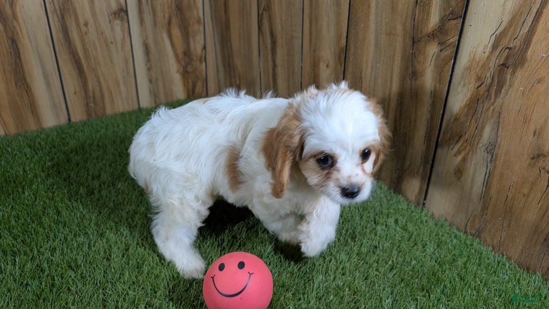 Cavapoo dogs for sale: Fiona Girl 1 - Image 4