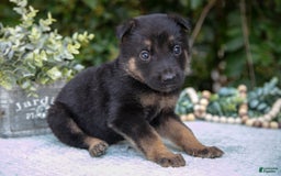 German Shepherd dogs for sale: Mika - Image 1