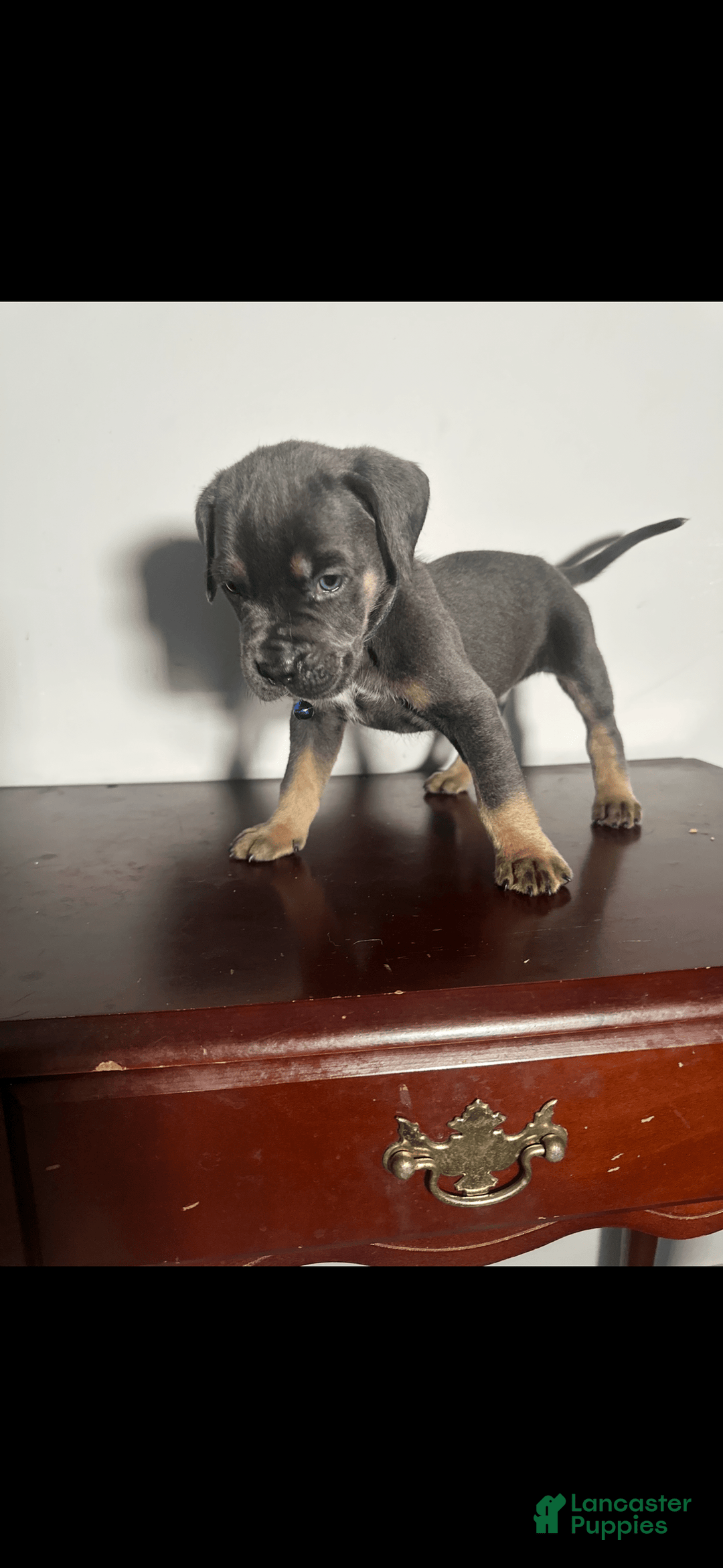 Cane Corso dogs for sale: King - Image 1