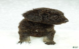 Newfypoo dogs for sale: Hazel F1b - Image 4