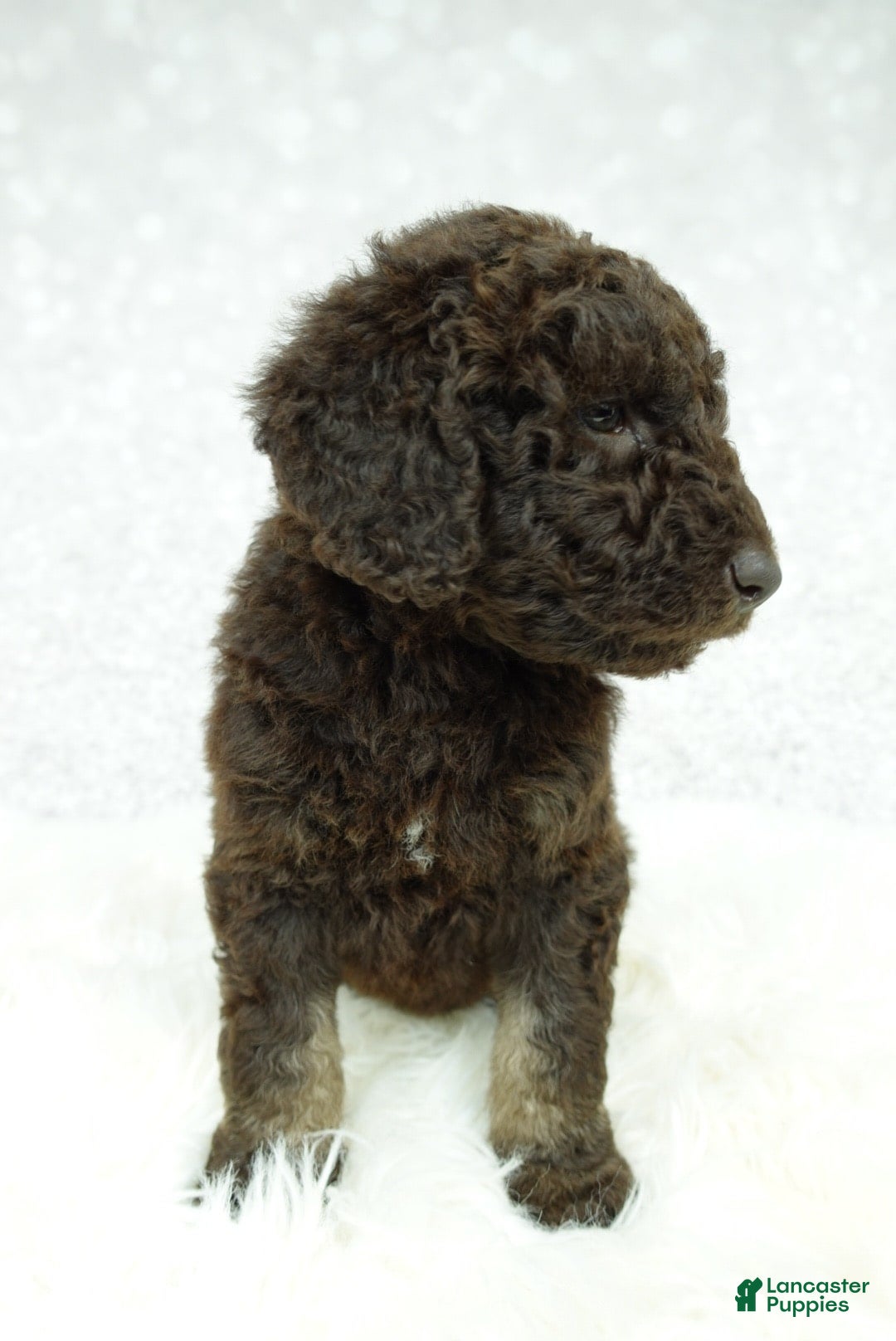 Newfypoo dogs for sale: Hazel F1b - Image 4
