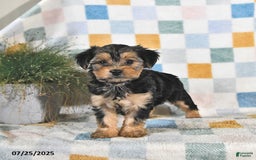 Yorkshire Terrier dogs for sale: Trixie - Image 1