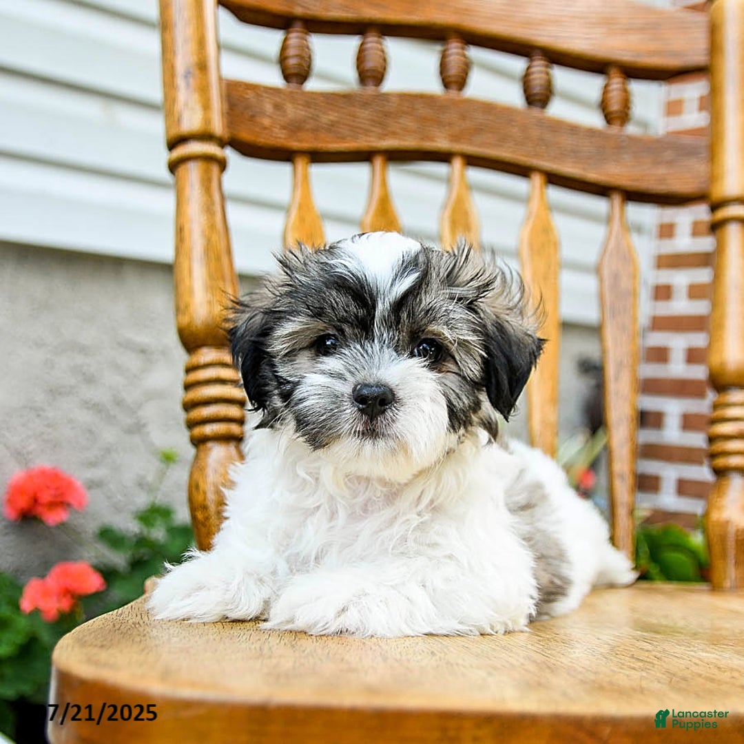 Teddy Bear dogs for sale: Cookie - Image 3