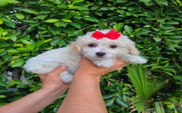 Maltipoo dogs for sale: Adorable Maltipoo - Image 2