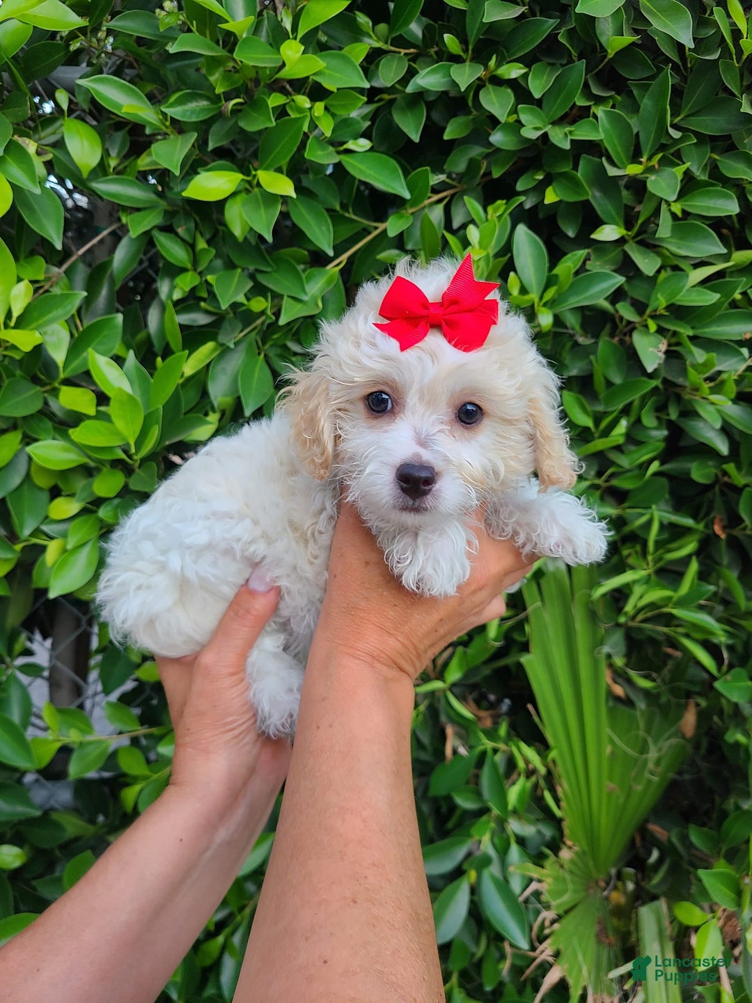 Maltipoo dogs for sale: Adorable Maltipoo - Image 2