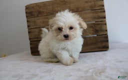 Teddy Bear dogs for sale: Karly - Image 2