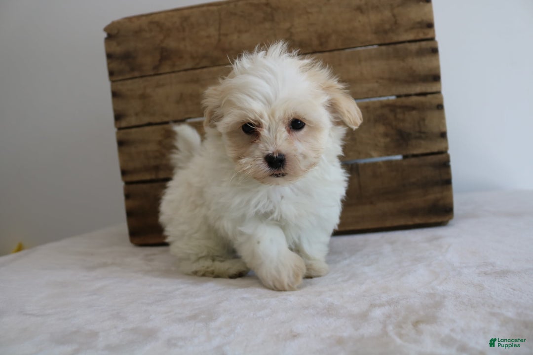 Teddy Bear dogs for sale: Karly - Image 2