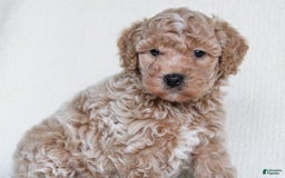 Cavapoo dogs for sale: Biscotti - Image 5