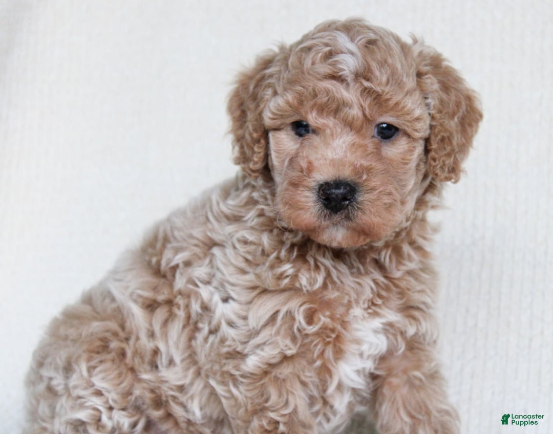 Cavapoo dogs for sale: Biscotti - Image 5