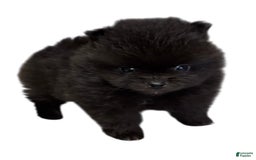 Pomeranian dogs for sale: Jet - Image 12
