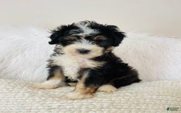 Mini Bernedoodle dogs for sale: Banana Split - Image 7