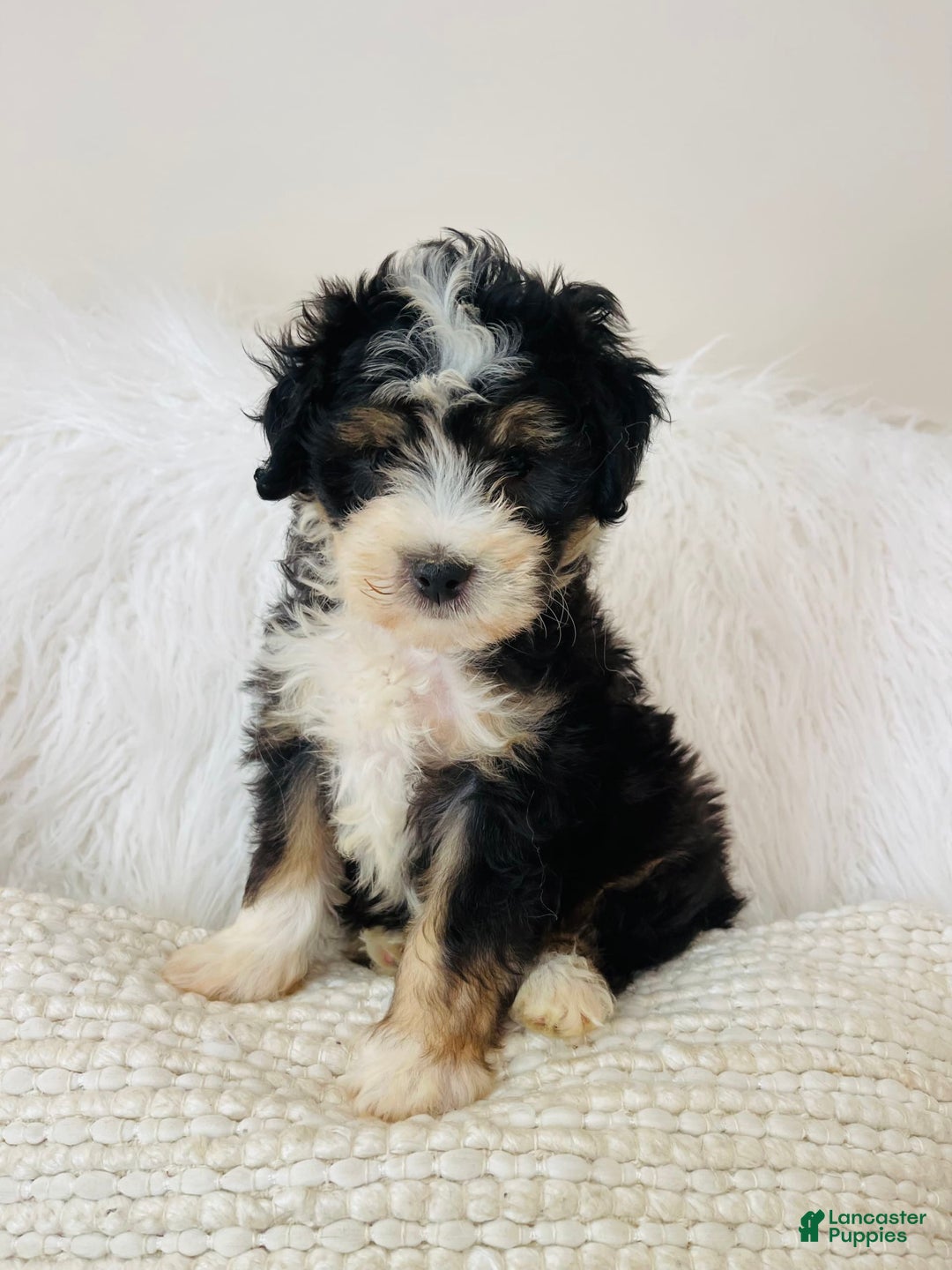 Mini Bernedoodle dogs for sale: Banana Split - Image 7