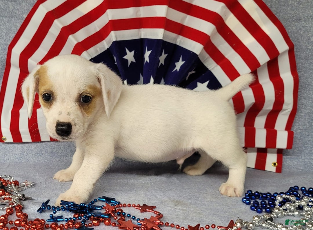 Jack Russell Terrier dogs for sale: Jagger Rough Coat Male - Image 1