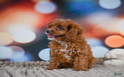 Cavapoo dogs for sale: Drover - Image 7