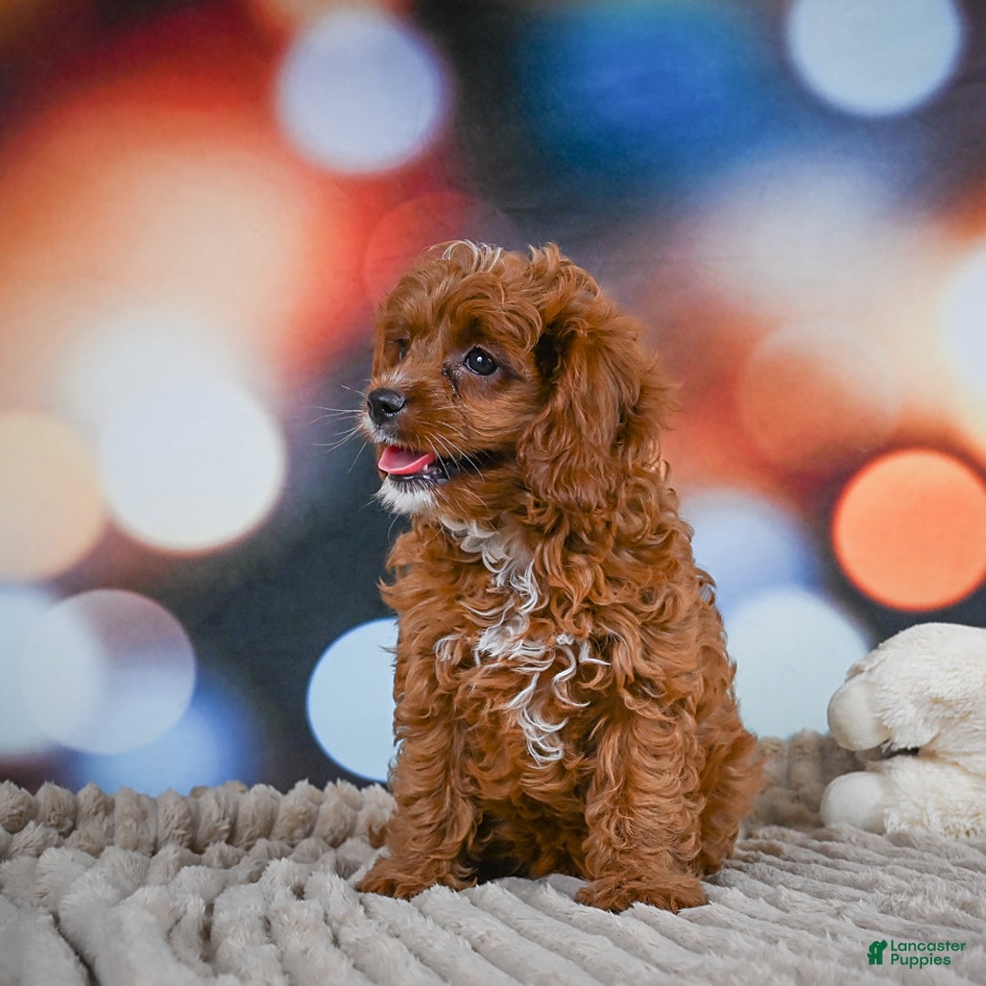 Cavapoo dogs for sale: Drover - Image 7