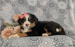 Bernese Mountain Dog dogs for sale: Emma - Image 7